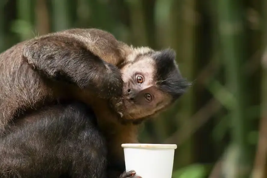 Macaco-prego invade casa, bebe álcool, toma remédios e agride moradores em Salvador