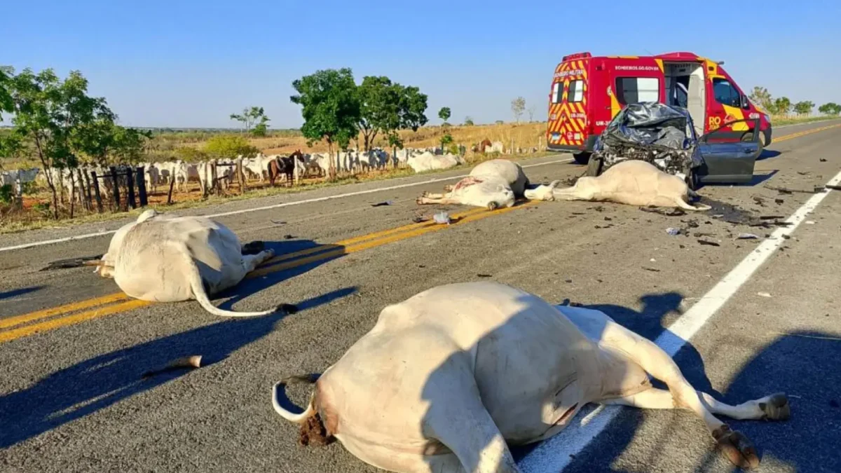 Motorista fica ferido após atingir gado em acidente na GO-446, em Iaciara