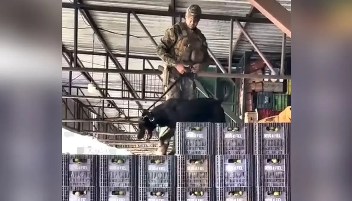 Nem o pequi escapou: vídeo de cães farejadores na Ceasa de Goiânia viraliza