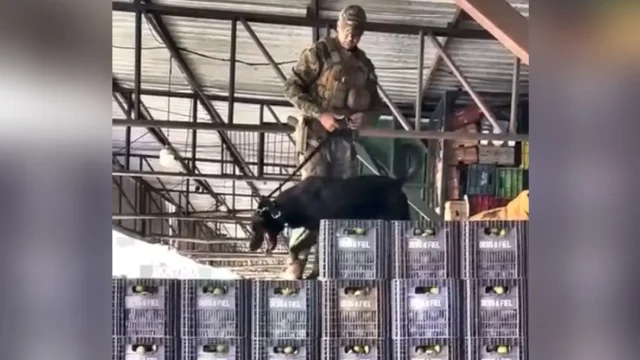 Nem o pequi escapou: vídeo de cães farejadores na Ceasa de Goiânia viraliza