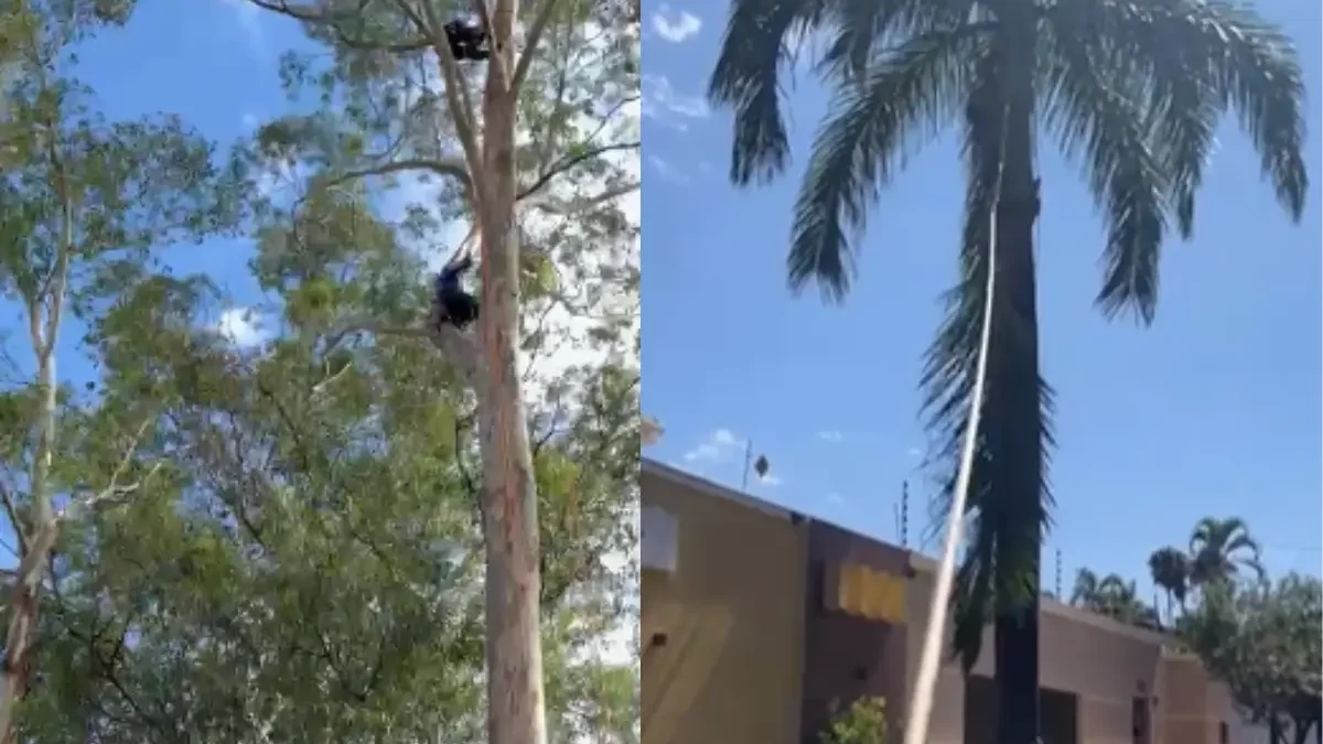 ‘O medo faz a gente ficar vivo’: podador de risco sobe mais de 30 metros para evitar acidentes com árvores