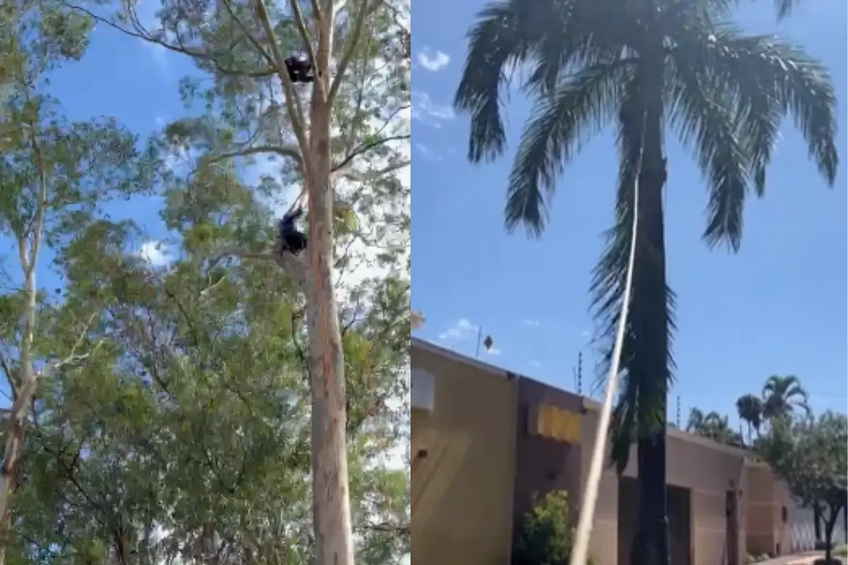 ‘O medo faz a gente ficar vivo’: podador de risco sobe mais de 30 metros para evitar acidentes com árvores