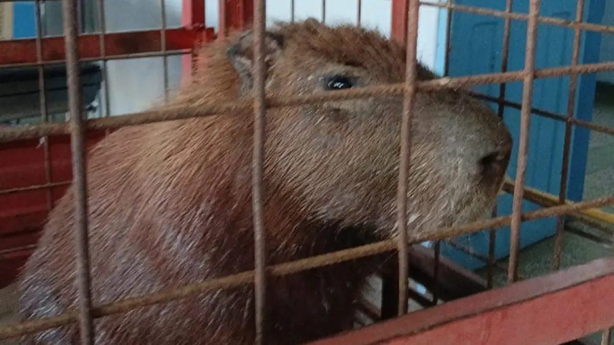 Paciente inusitada: capivara é capturada dentro de ambulatório em hospital de Minaçu
