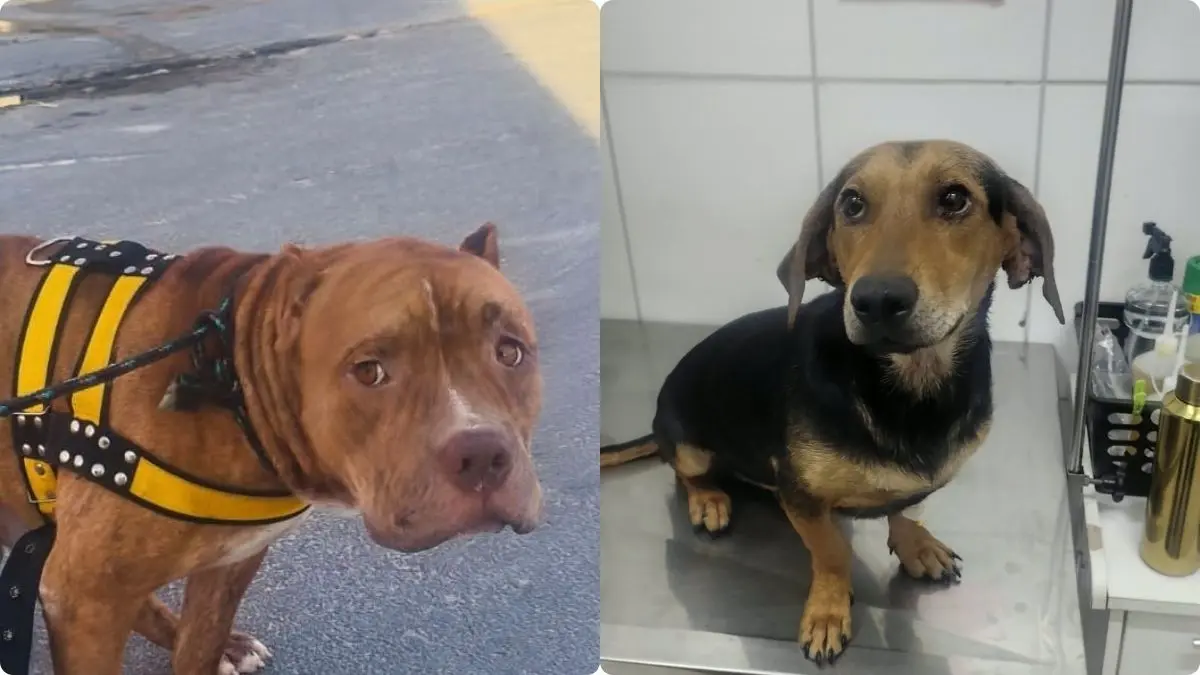 Pitbull e vira-lata resgatados após mais de uma semana sem água e comida procuram novo lar em Goiânia