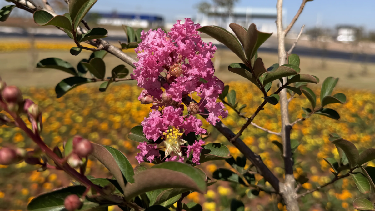 Primavera em Goiânia: veja onde admirar e fotografar os novos canteiros de flores