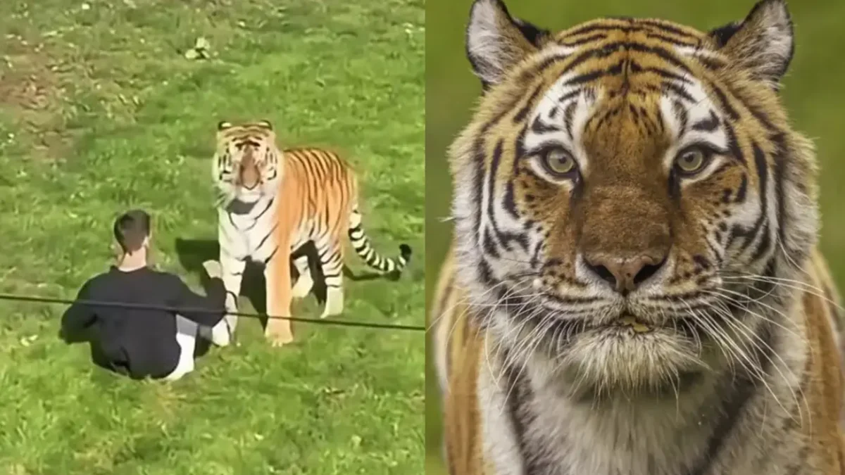 Relatório revela causa da morte de jovem atacado por tigre em zoológico na Inglaterra