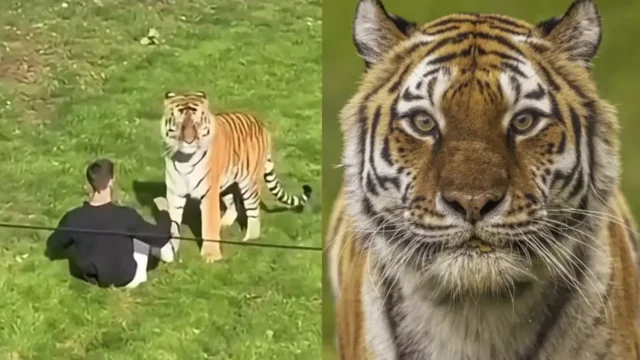 Relatório revela causa da morte de jovem atacado por tigre em zoológico na Inglaterra