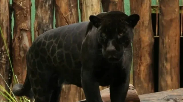 Zoológico de Goiânia terá entrada gratuita e atividades com animais neste sábado