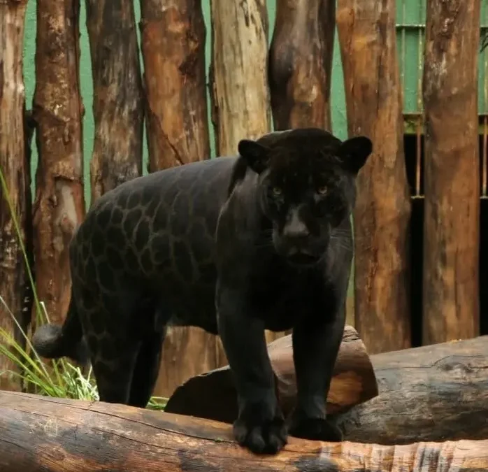 Zoológico de Goiânia terá entrada gratuita e atividades com animais neste sábado