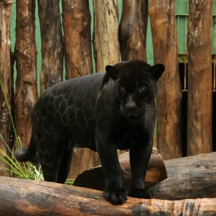 Zoológico de Goiânia terá entrada gratuita e atividades com animais neste sábado