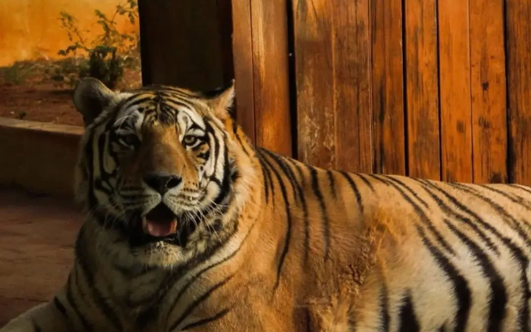 Zoológico de Goiânia terá entrada gratuita no Dia das Crianças