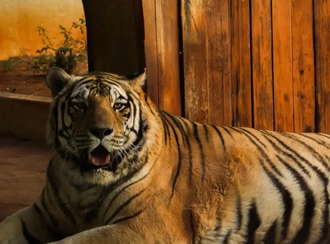 Zoológico de Goiânia terá entrada gratuita no Dia das Crianças