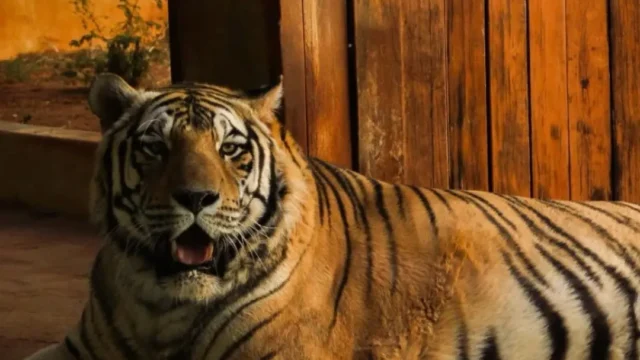 Zoológico de Goiânia terá entrada gratuita no Dia das Crianças